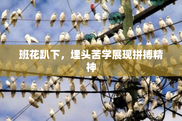 班花趴下，埋头苦学展现拼搏精神