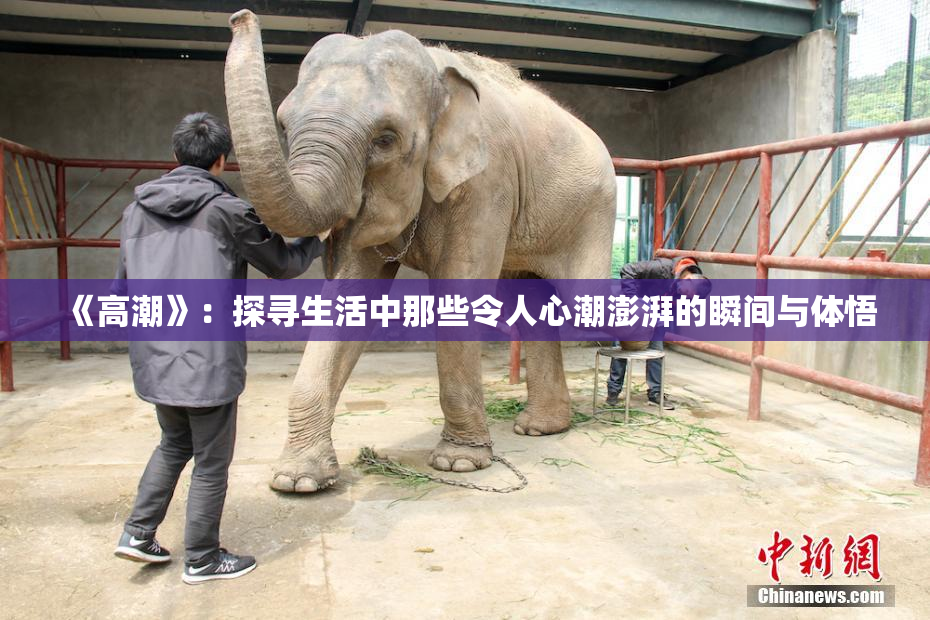 《高潮》：探寻生活中那些令人心潮澎湃的瞬间与体悟