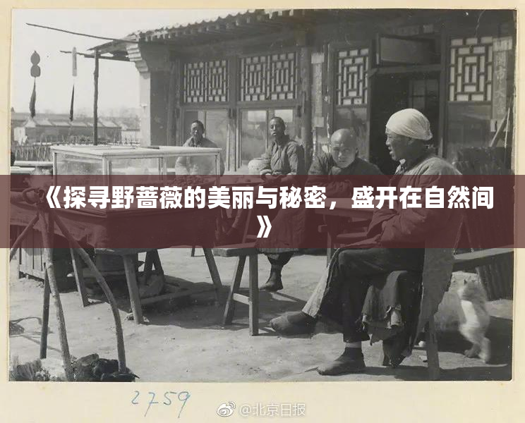 《探寻野蔷薇的美丽与秘密，盛开在自然间》