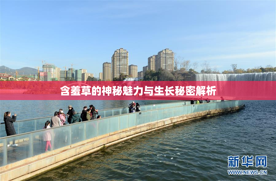 含羞草的神秘魅力与生长秘密解析
