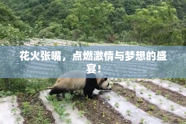 花火张嘴，点燃激情与梦想的盛宴！