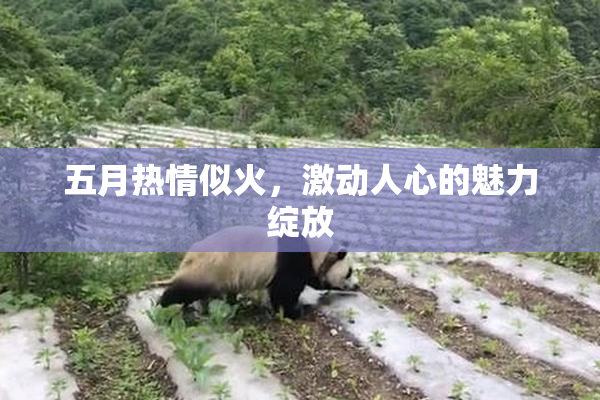 五月热情似火，激动人心的魅力绽放