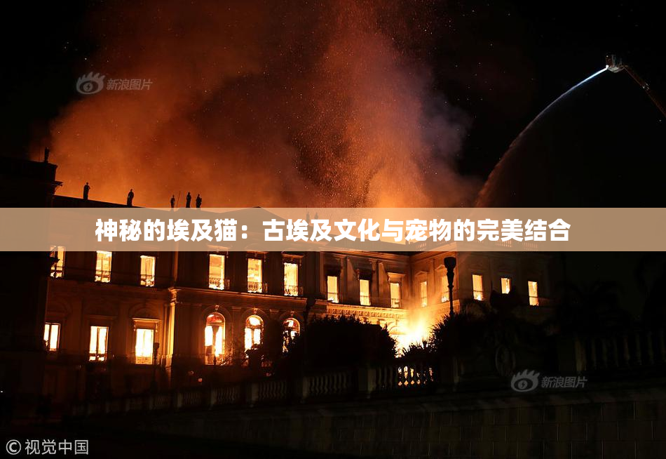 神秘的埃及猫：古埃及文化与宠物的完美结合