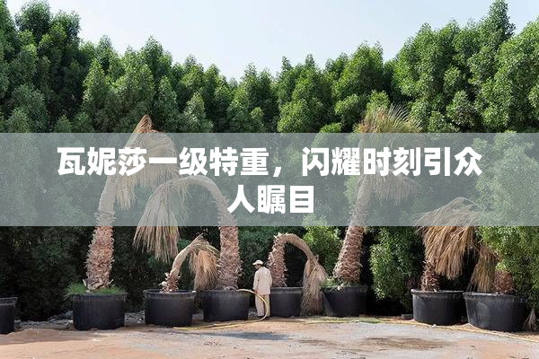 瓦妮莎一级特重，闪耀时刻引众人瞩目