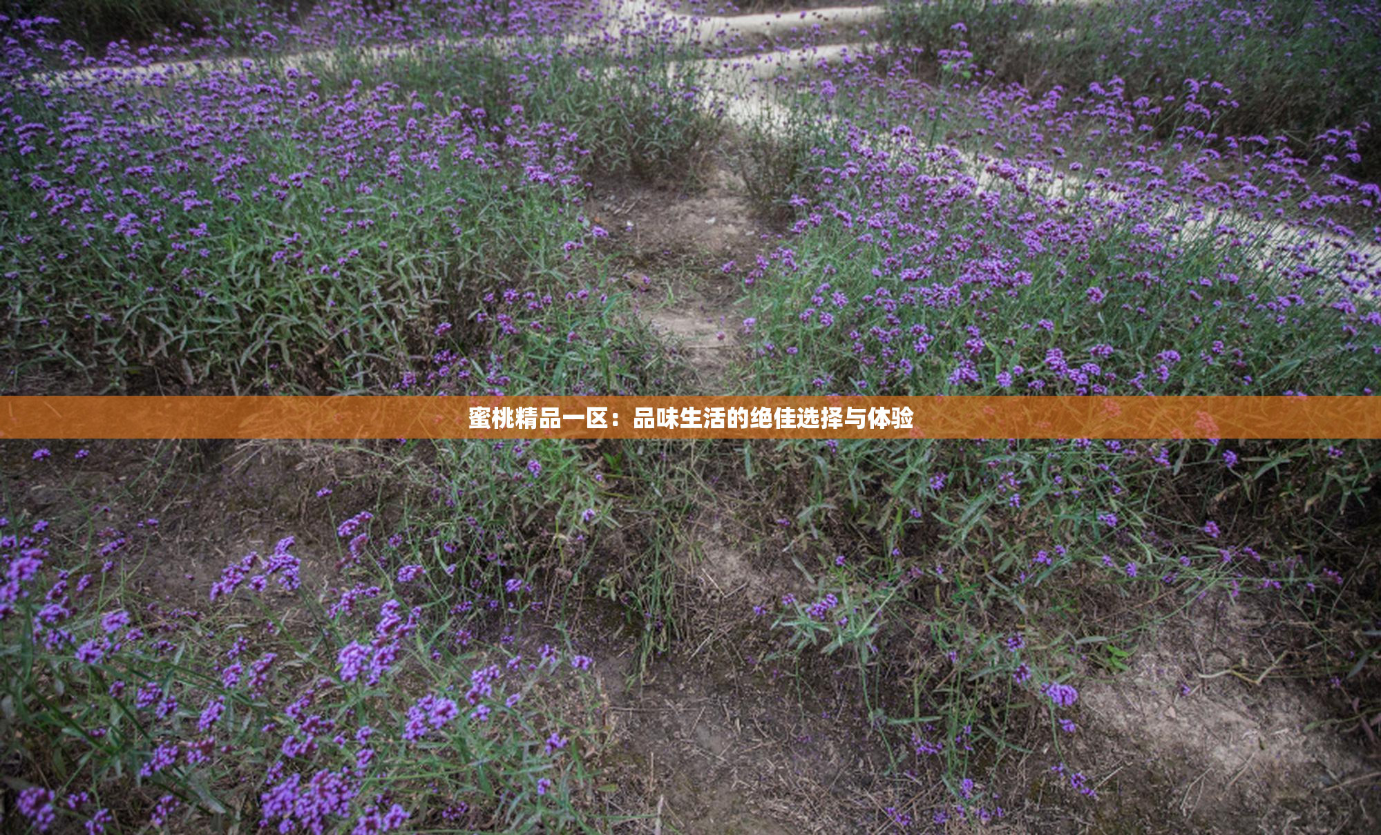 蜜桃精品一区：品味生活的绝佳选择与体验
