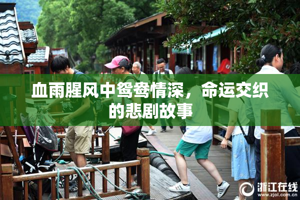血雨腥风中鸳鸯情深，命运交织的悲剧故事