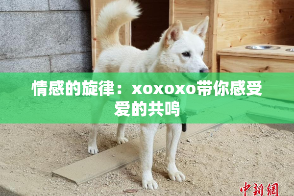 情感的旋律：xoxoxo带你感受爱的共鸣