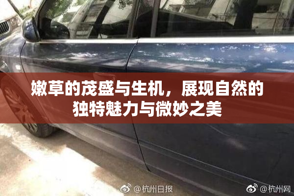 嫩草的茂盛与生机，展现自然的独特魅力与微妙之美