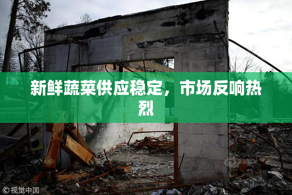 新鲜蔬菜供应稳定，市场反响热烈