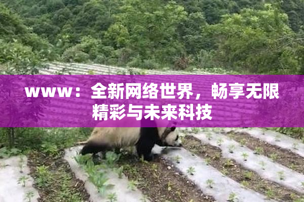 www：全新网络世界，畅享无限精彩与未来科技