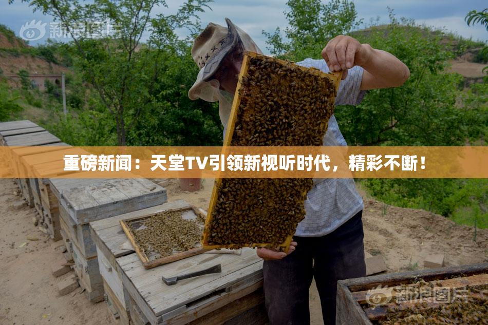 重磅新闻：天堂TV引领新视听时代，精彩不断！