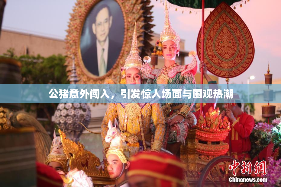 公猪意外闯入，引发惊人场面与围观热潮