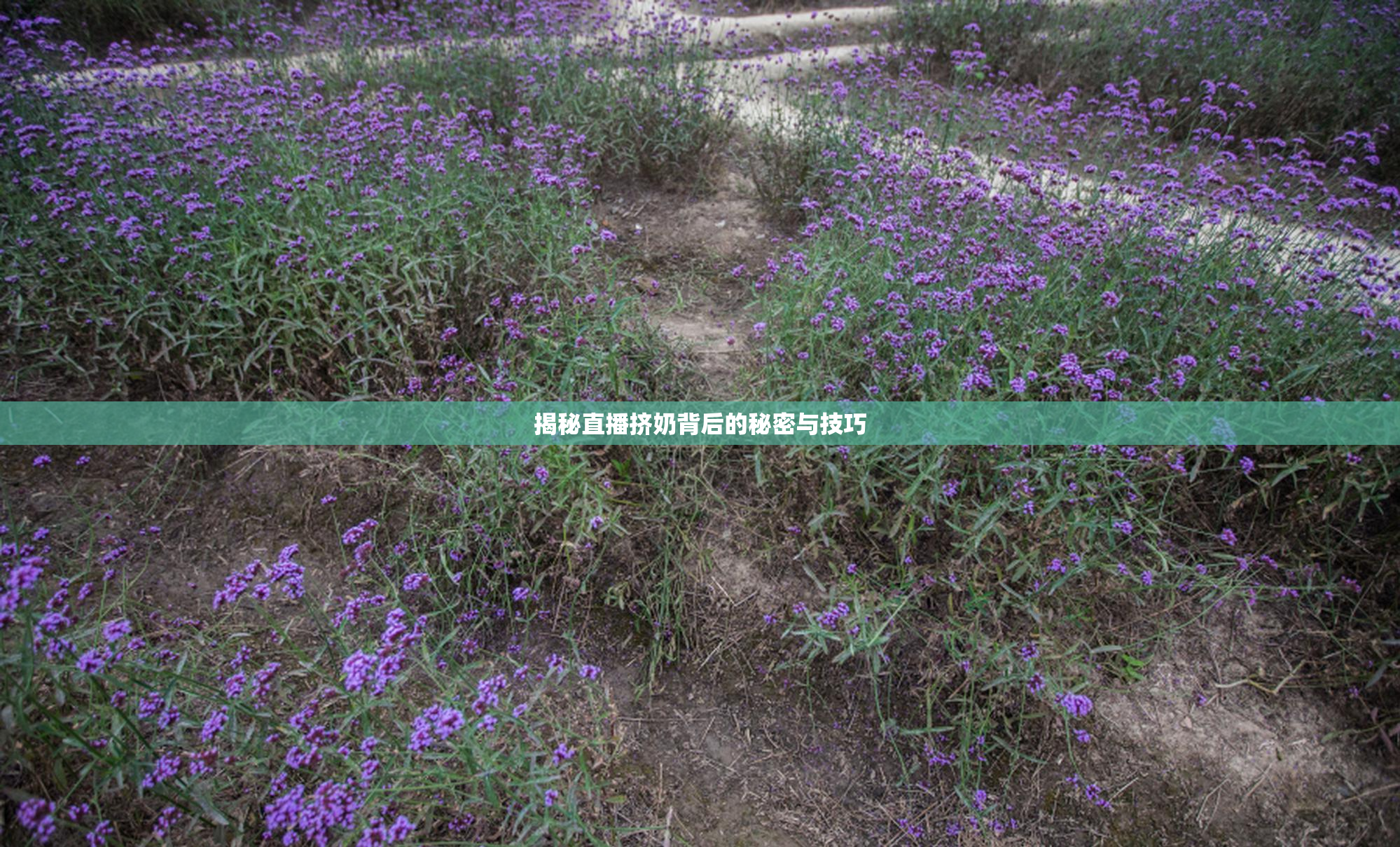 揭秘直播挤奶背后的秘密与技巧