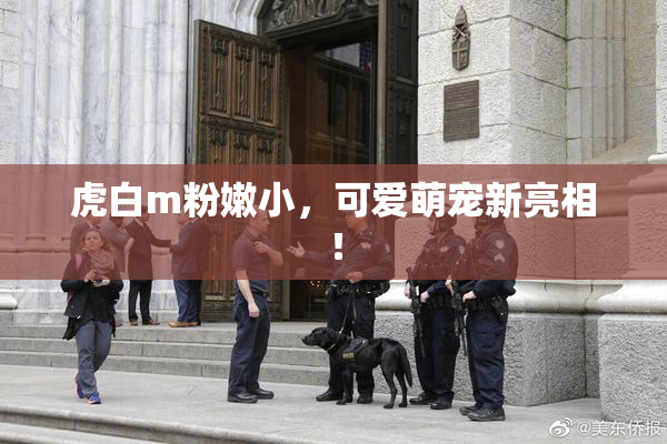 虎白m粉嫩小，可爱萌宠新亮相！