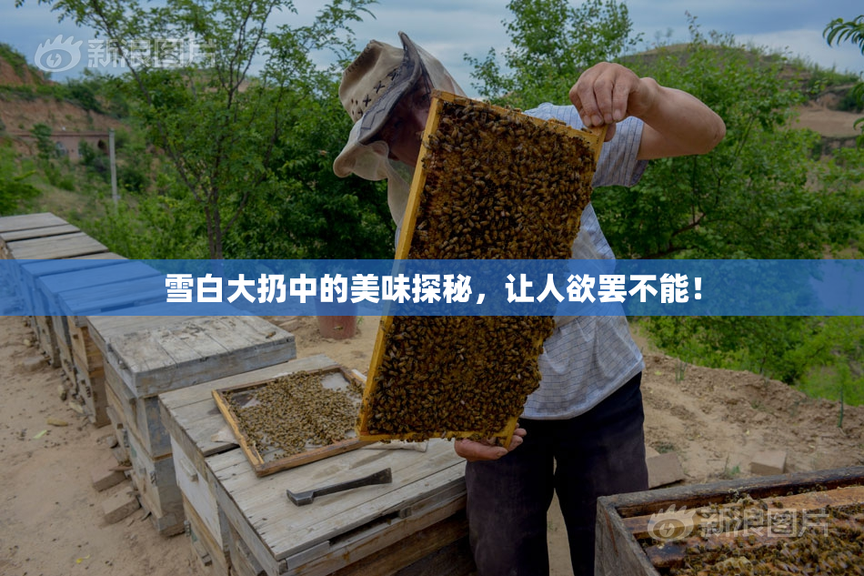 雪白大扔中的美味探秘，让人欲罢不能！