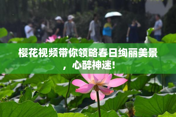 樱花视频带你领略春日绚丽美景，心醉神迷!