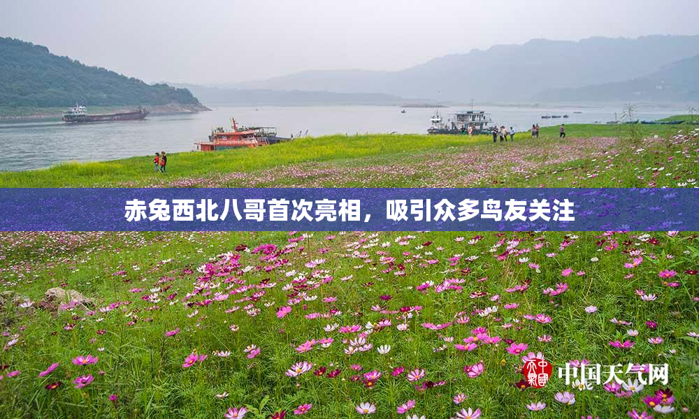 赤兔西北八哥首次亮相，吸引众多鸟友关注