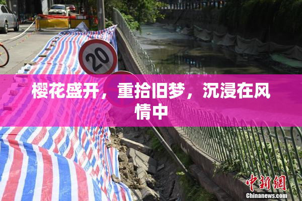 樱花盛开，重拾旧梦，沉浸在风情中