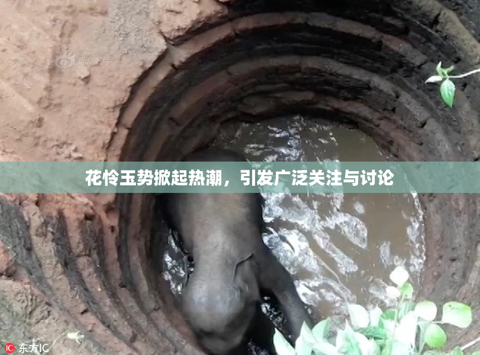 花怜玉势掀起热潮，引发广泛关注与讨论