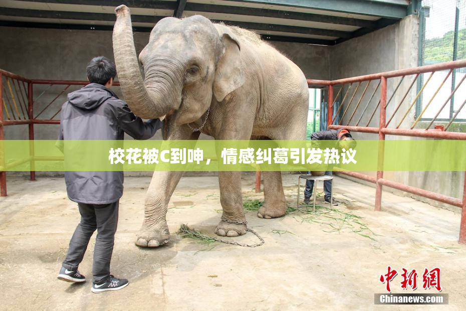 校花被C到呻，情感纠葛引发热议