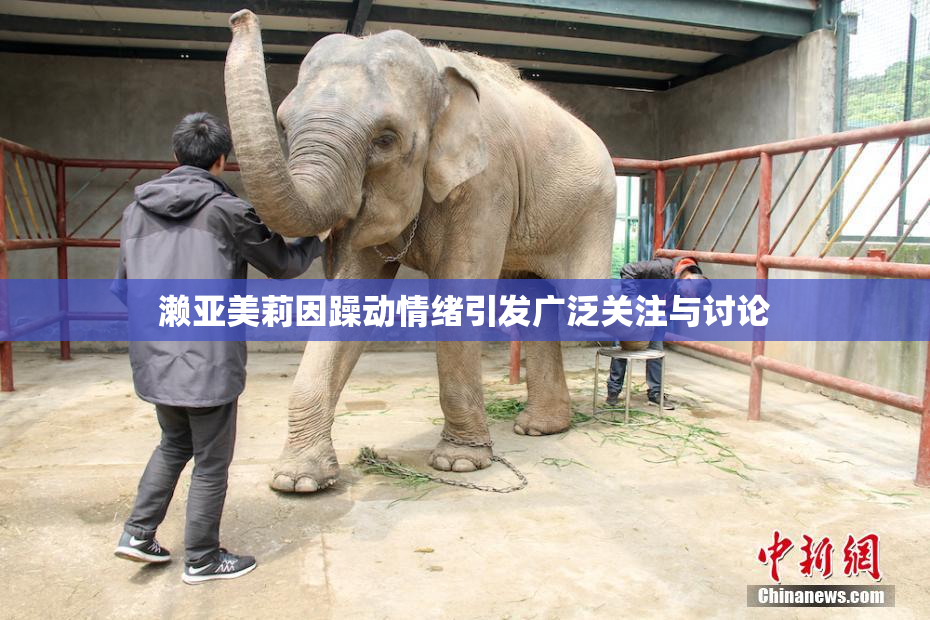 濑亚美莉因躁动情绪引发广泛关注与讨论