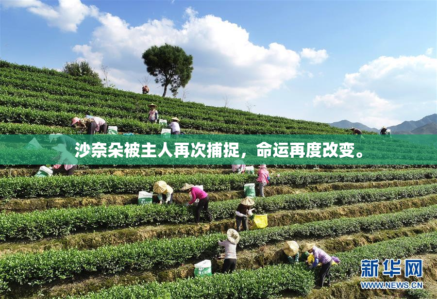 沙奈朵被主人再次捕捉，命运再度改变。