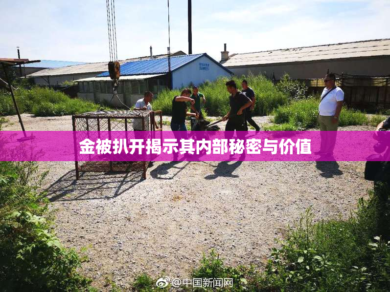 金被扒开揭示其内部秘密与价值