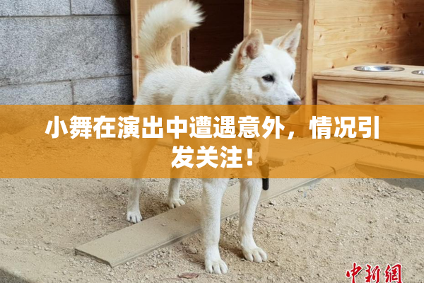 小舞在演出中遭遇意外，情况引发关注！