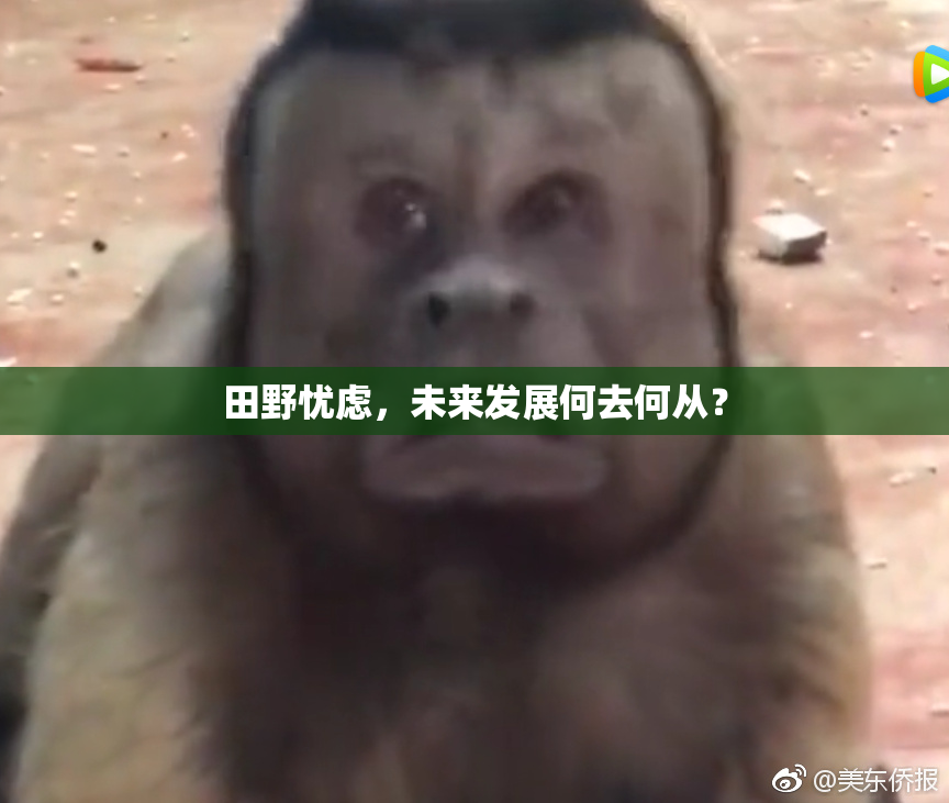 田野忧虑，未来发展何去何从？