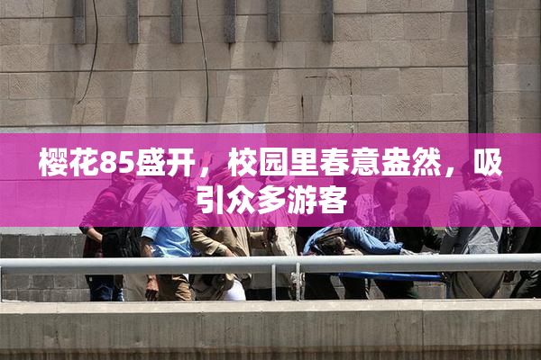 樱花85盛开，校园里春意盎然，吸引众多游客