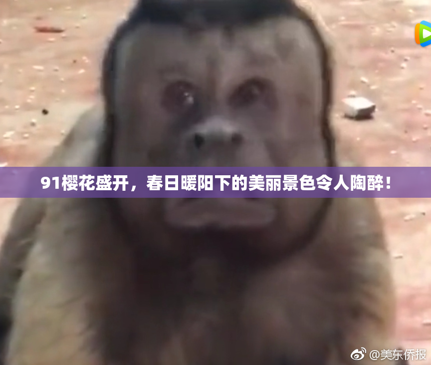 91樱花盛开，春日暖阳下的美丽景色令人陶醉！