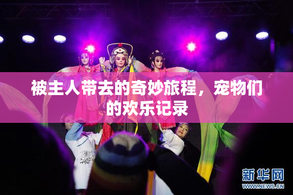 被主人带去的奇妙旅程，宠物们的欢乐记录