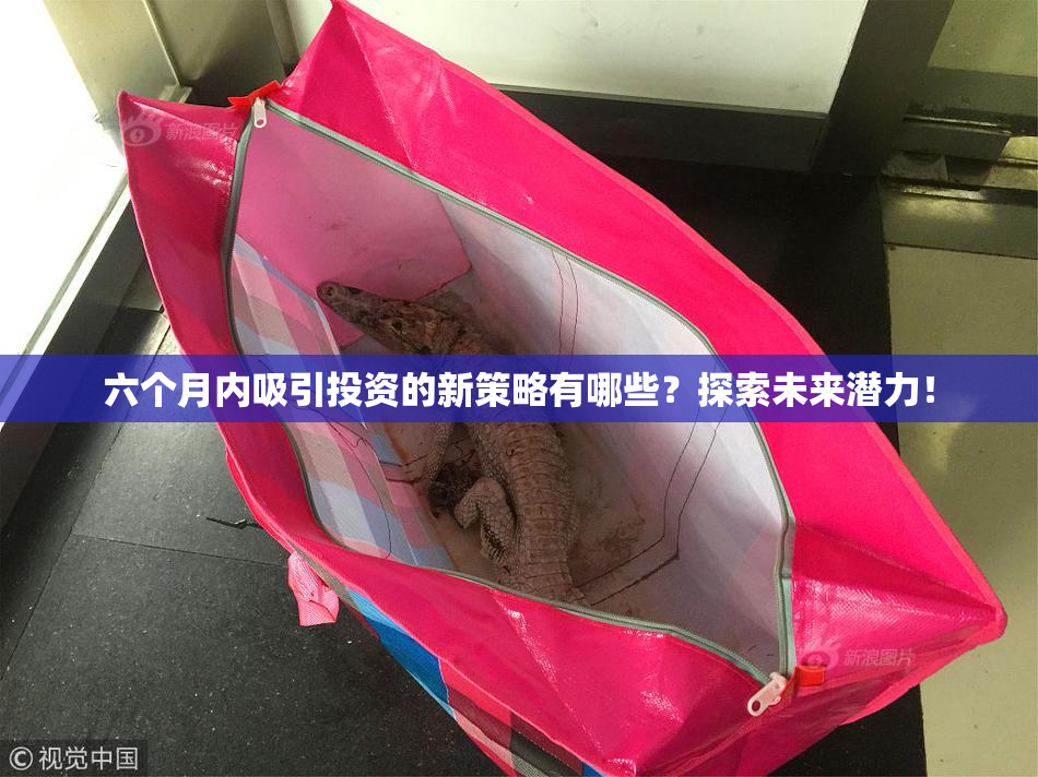 六个月内吸引投资的新策略有哪些？探索未来潜力！