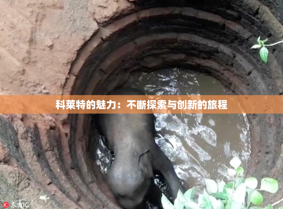 科莱特的魅力：不断探索与创新的旅程