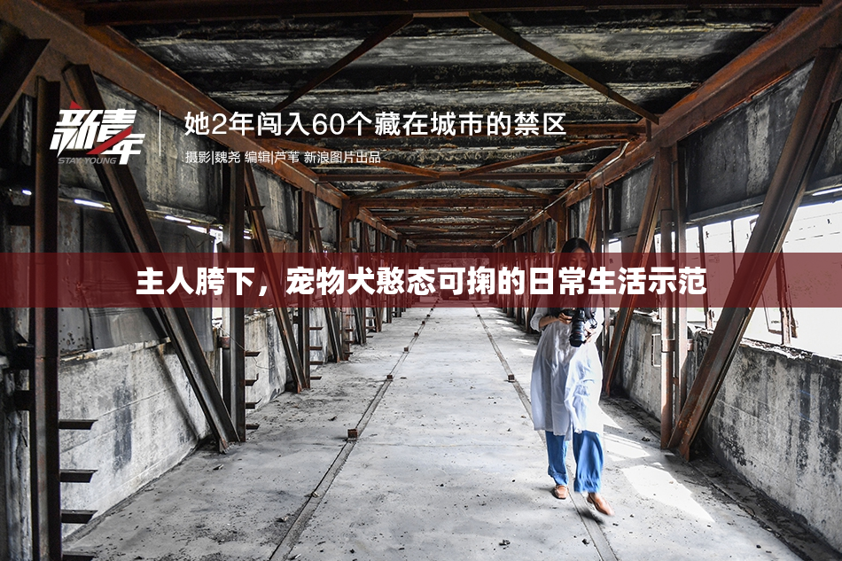 主人胯下，宠物犬憨态可掬的日常生活示范