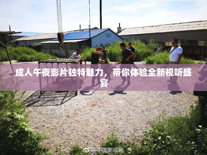 成人午夜影片独特魅力，带你体验全新视听盛宴
