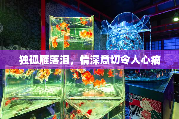 独孤雁落泪，情深意切令人心痛