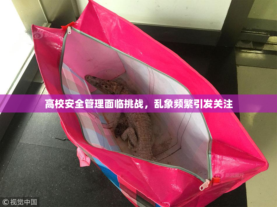 高校安全管理面临挑战，乱象频繁引发关注