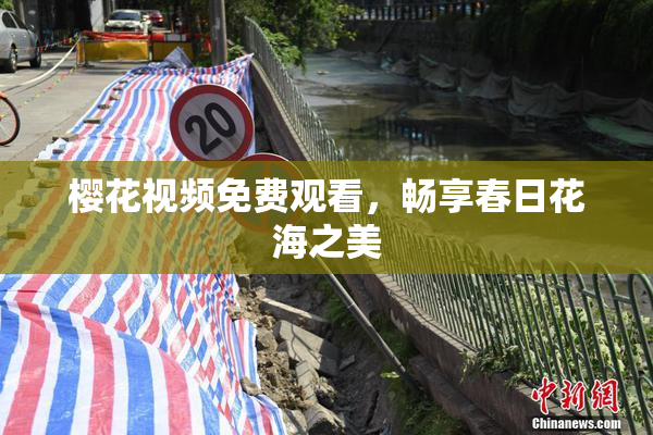 樱花视频免费观看，畅享春日花海之美