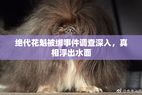 绝代花魁被绑事件调查深入，真相浮出水面