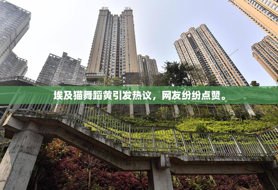 埃及猫舞蹈黄引发热议，网友纷纷点赞。