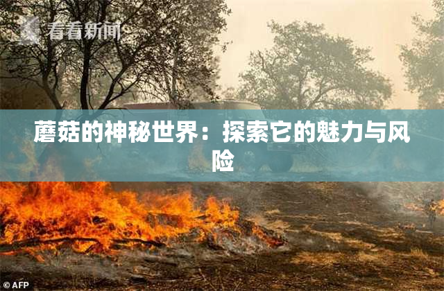 蘑菇的神秘世界：探索它的魅力与风险
