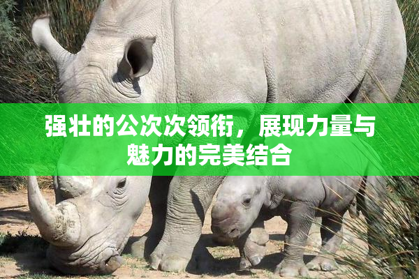 强壮的公次次领衔，展现力量与魅力的完美结合