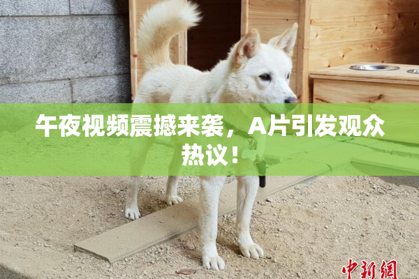 午夜视频震撼来袭，A片引发观众热议！