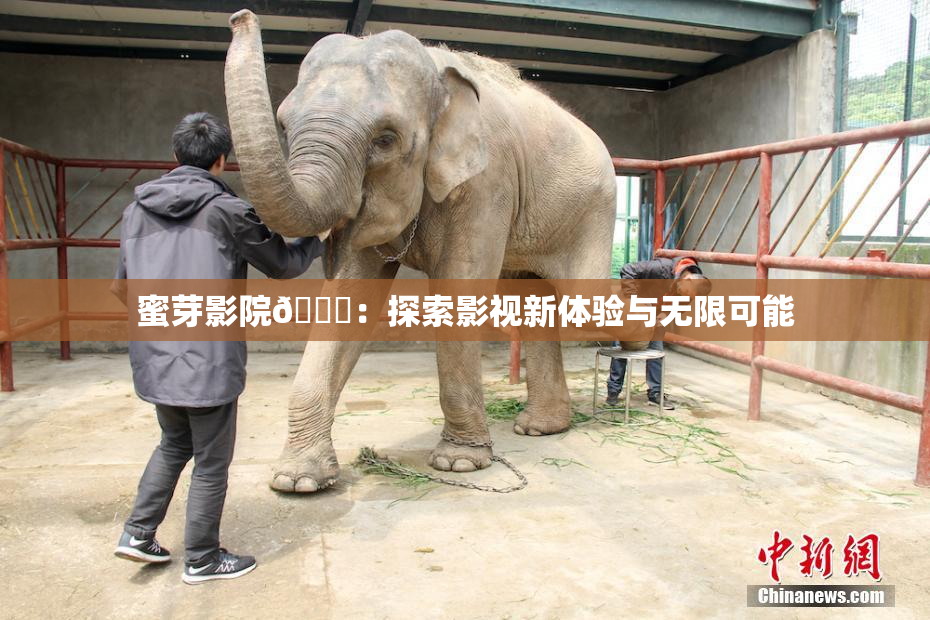 蜜芽影院🔞：探索影视新体验与无限可能