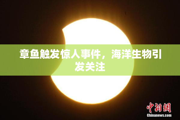 章鱼触发惊人事件，海洋生物引发关注