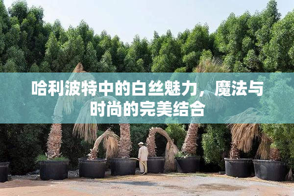 哈利波特中的白丝魅力，魔法与时尚的完美结合