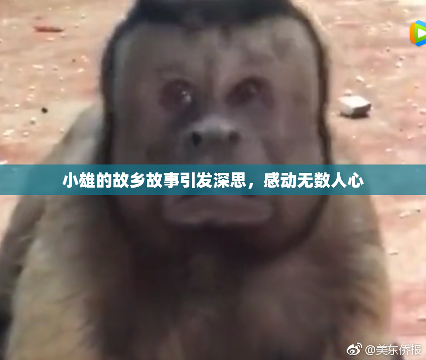 小雄的故乡故事引发深思，感动无数人心