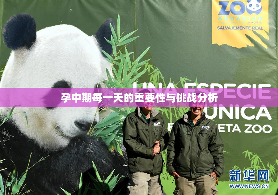 孕中期每一天的重要性与挑战分析