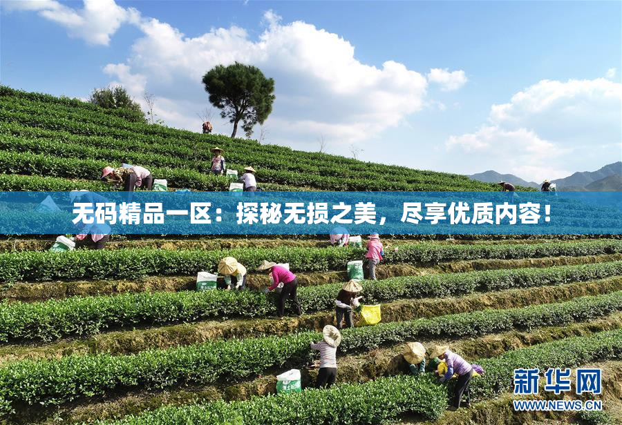 无码精品一区：探秘无损之美，尽享优质内容！